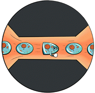 Graphical abstract: A unified approach to suspension cell mechanics