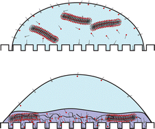 Graphical abstract: Tunable phase separation and interfacial behaviour of mixed surfactant micelle–polymer complex coacervates