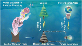 Graphical abstract: Spruce-inspired collagen fiber-based hydrovoltaic devices for continuous power generation