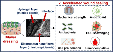Graphical abstract: A multifunctional electrospun nanofiber/hydrogel-based pro-healing bilayer dressing as a next generation biomaterial for skin wound care