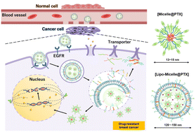 Graphical abstract: EGFR-targeted micelles-in-lipopolymersome nanocarriers for overcoming drug resistance in triple-negative breast cancer