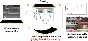 Graphical abstract: A multi-responsive soft actuator with integrated sensing based on an MXene trilayer composite