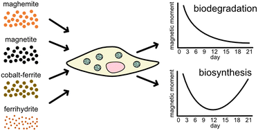 Graphical abstract: From degradation to (re)magnetization: magnetic reprogramming of maghemite (Massart), magnetite, cobalt ferrite and ferrihydrite nanoparticles by human stem cells