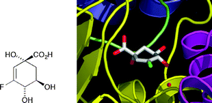 Graphical abstract: (1R,4S,5R)-3-Fluoro-1,4,5-trihydroxy-2-cyclohexene-1-carboxylic acid: the fluoro analogue of the enolate intermediate in the reaction catalyzed by type II dehydroquinases