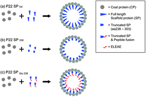 Graphical abstract: Templated assembly of organic–inorganic materials using the core shell structure of the P22 bacteriophage