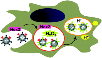 Graphical abstract: A dendrimer-based platform for simultaneous dual fluorescence imaging of hydrogen peroxide and pH gradients produced in living cells