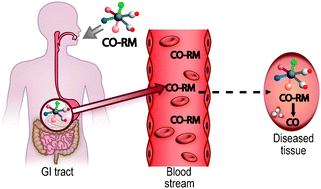 Graphical abstract: Developing drug molecules for therapy with carbon monoxide