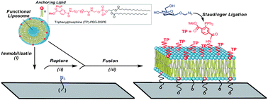 Graphical abstract: Chemoselectively surface funtionalizable tethered bilayer lipid membrane for versatile membrane mimetic systems fabrication