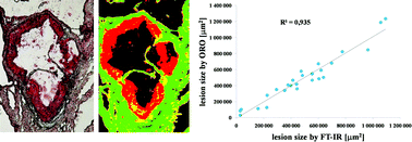 Graphical abstract: Quantification of plaque area and characterization of plaque biochemical composition with atherosclerosis progression in ApoE/LDLR−/− mice by FT-IR imaging