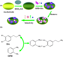 Graphical abstract: Sensitive and selective determination of dopamine by electrochemical sensor based on molecularly imprinted electropolymerization of o-phenylenediamine