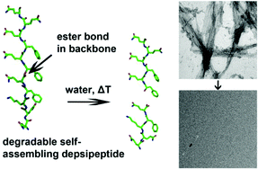 Graphical abstract: Controllably degradable β-sheet nanofibers and gels from self-assembling depsipeptides