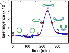 Graphical abstract: Probing morphological changes in polymersomes with magnetic birefringence