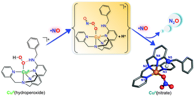 Graphical abstract: Peroxynitrite chemistry derived from nitric oxide reaction with a Cu(ii)–OOH species and a copper mediated NO reductive coupling reaction