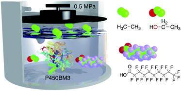 Graphical abstract: Direct hydroxylation of primary carbons in small alkanes by wild-type cytochrome P450BM3 containing perfluorocarboxylic acids as decoy molecules