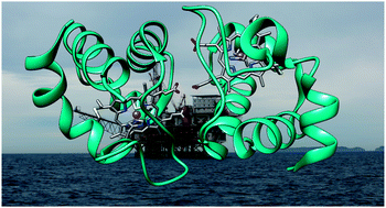 Graphical abstract: The structure of ferricytochrome c552 from the psychrophilic marine bacterium Colwellia psychrerythraea 34H