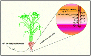 Graphical abstract: Roles for root iron plaque in sequestration and uptake of heavy metals and metalloids in aquatic and wetland plants