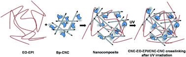 Graphical abstract: Light-stimulated mechanically switchable, photopatternable cellulose nanocomposites