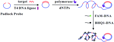 Graphical abstract: A linear DNA probe as an alternative to a molecular beacon for improving the sensitivity of a homogenous fluorescence biosensing platform for DNA detection using target-primed rolling circle amplification