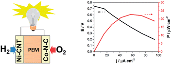 Graphical abstract: A noble metal-free proton-exchange membrane fuel cell based on bio-inspired molecular catalysts