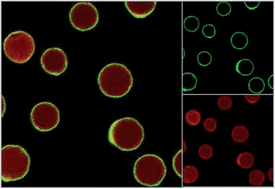 Graphical abstract: Encapsulation of anticancer drug by hydrogen-bonded multilayers of tannic acid