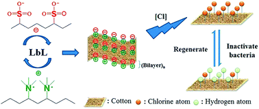 Graphical abstract: Self-assembled antibacterial coating by N-halamine polyelectrolytes on a cellulose substrate