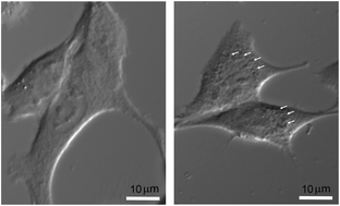 Graphical abstract: Study of the biochemical effects induced by X-ray irradiations in combination with gadolinium nanoparticles in F98 glioma cells: first FTIR studies at the Emira laboratory of the SESAME synchrotron