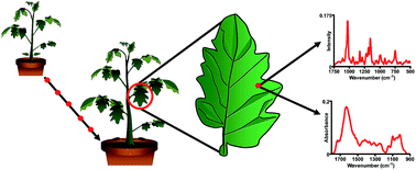 Graphical abstract: Application of vibrational spectroscopy techniques to non-destructively monitor plant health and development