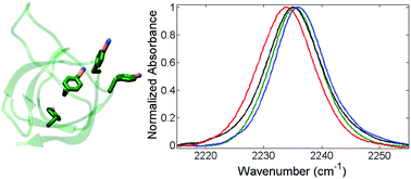 Graphical abstract: Site-selective characterization of Src homology 3 domain molecular recognition with cyanophenylalanine infrared probes