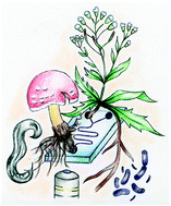 Graphical abstract: Soil-on-a-Chip: microfluidic platforms for environmental organismal studies