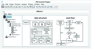 Graphical abstract: iSBatch: a batch-processing platform for data analysis and exploration of live-cell single-molecule microscopy images and other hierarchical datasets