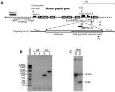 Graphical abstract: Activation by zinc of the human gastrin gene promoter in colon cancer cells in vitro and in vivo