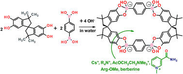 Graphical abstract: Self-assembly and recognition properties of a tetraanionic macrocyclic boronate ester in aqueous medium