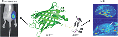 Graphical abstract: A cell-penetrating protein designed for bimodal fluorescence and magnetic resonance imaging