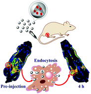 Graphical abstract: Formation of iron oxide nanoparticle-loaded γ-polyglutamic acid nanogels for MR imaging of tumors