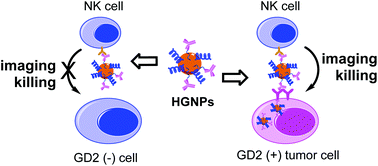 Graphical abstract: Enhancing both CT imaging and natural killer cell-mediated cancer cell killing by a GD2-targeting nanoconstruct