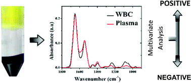 Graphical abstract: Early diagnosis of Alzheimer's disease using infrared spectroscopy of isolated blood samples followed by multivariate analyses