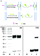 Graphical abstract: Detecting 5-methylcytosine using an enzyme-free DNA strand exchange reaction without pretreatment under physiological conditions