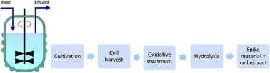 Graphical abstract: In vivo synthesized 34S enriched amino acid standards for species specific isotope dilution of proteins