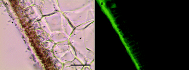 Graphical abstract: Surface binding, localization and storage of iron in the giant kelp Macrocystis pyrifera