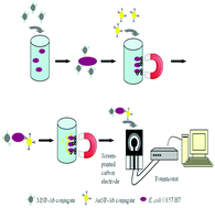 Graphical abstract: Emerging biosensor platforms for the assessment of water-borne pathogens