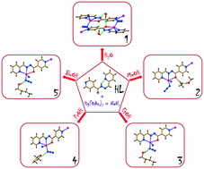Graphical abstract: Polar protic solvent-trapping polymorphism of the HgII-hydrazone coordination polymer: experimental and theoretical findings