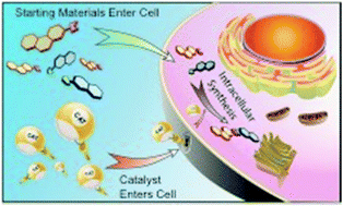 Graphical abstract: Designed transition metal catalysts for intracellular organic synthesis