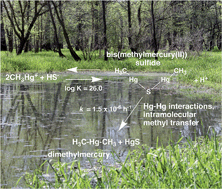 Graphical abstract: Emerging investigator series: methylmercury speciation and dimethylmercury production in sulfidic solutions