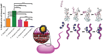 Graphical abstract: Using an environmentally-relevant panel of Gram-negative bacteria to assess the toxicity of polyallylamine hydrochloride-wrapped gold nanoparticles