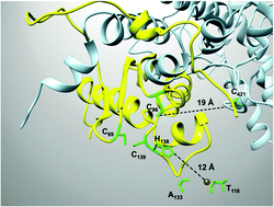 Graphical abstract: Zinc and the iron donor frataxin regulate oligomerization of the scaffold protein to form new Fe–S cluster assembly centers