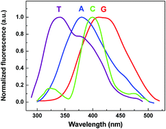 Graphical abstract: How zinc ions shift and enhance the nucleotide's fluorescence spectra