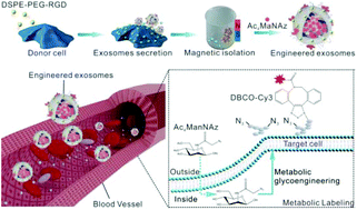Graphical abstract: The use of RGD-engineered exosomes for enhanced targeting ability and synergistic therapy toward angiogenesis