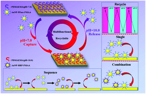 Graphical abstract: Multifunctional gold nanoparticle layers for controllable capture and release of proteins
