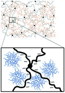 Graphical abstract: In situ polymerized hyperbranched polymer reinforced poly(acrylic acid) hydrogels