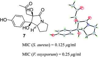 Graphical abstract: Antimicrobial alkaloids produced by the mangrove endophyte Penicillium brocae MA-231 using the OSMAC approach